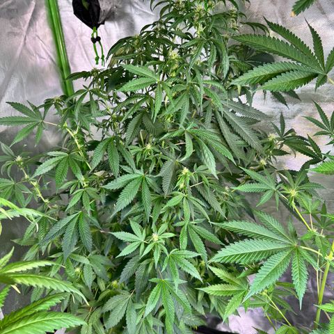 With widow growlog timeline photo