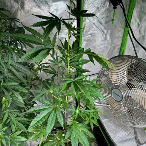 OG Kush growlog timeline photo