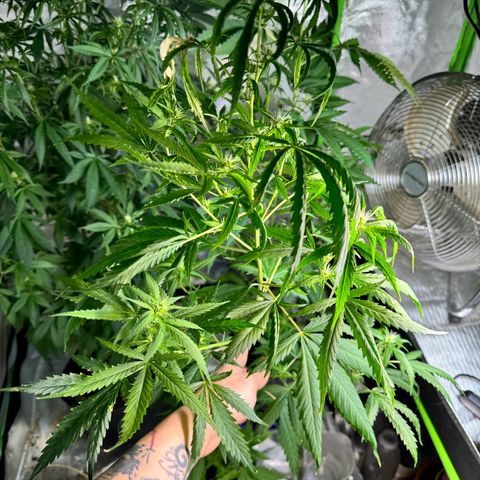 Special Queen growlog timeline photo