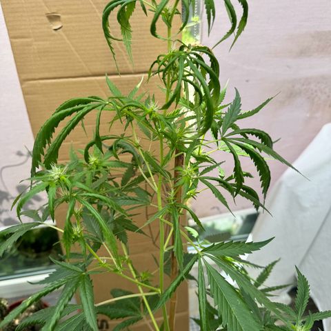 OG Kush growlog timeline photo