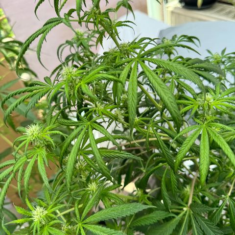 With widow growlog timeline photo