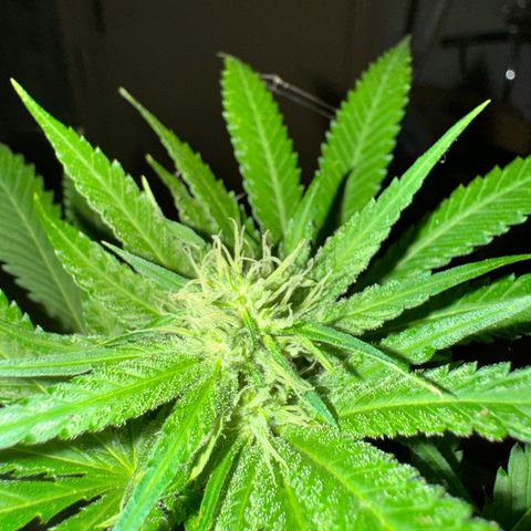 OG Kush growlog timeline photo