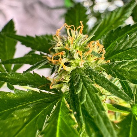 With widow growlog timeline photo