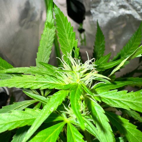 Special Queen growlog timeline photo
