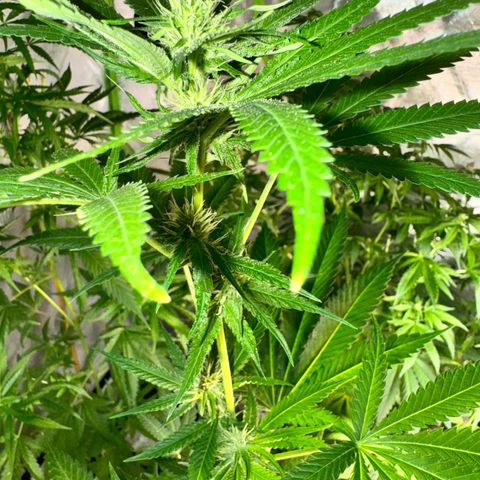 OG Kush growlog timeline photo