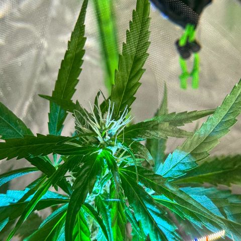 Special Queen growlog timeline photo
