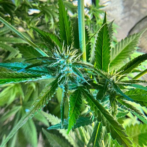 OG Kush growlog timeline photo