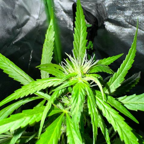 Special Queen growlog timeline photo