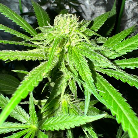 OG Kush growlog timeline photo