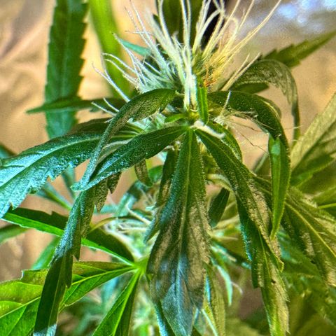 Special Queen growlog timeline photo