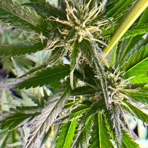 OG Kush growlog timeline photo