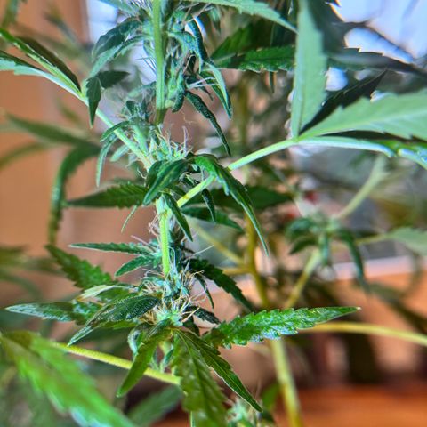 Special Queen growlog timeline photo