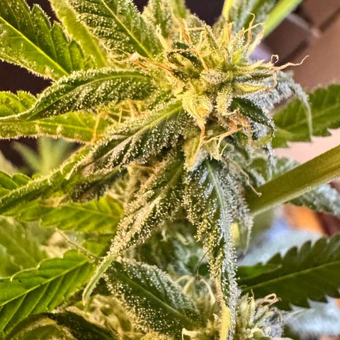 OG Kush growlog timeline photo