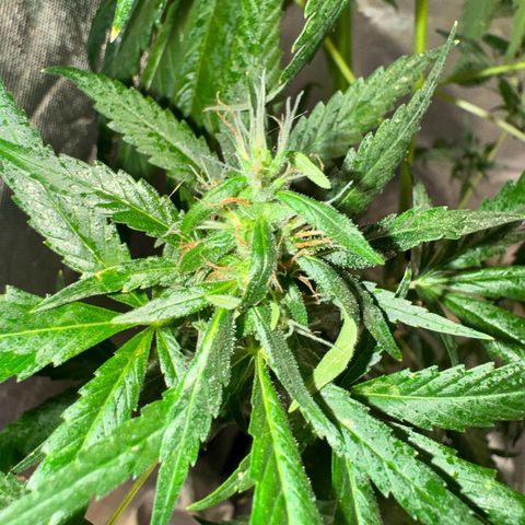 Special Queen growlog timeline photo