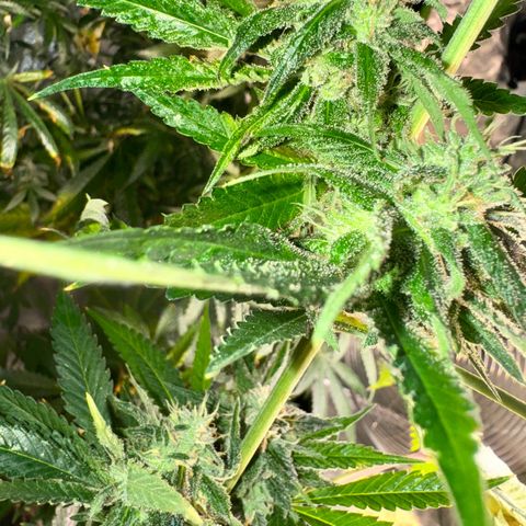 OG Kush growlog timeline photo