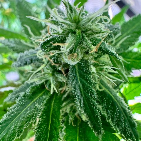 OG Kush growlog timeline photo