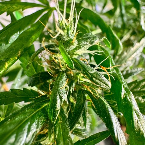 Special Queen growlog timeline photo