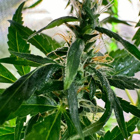 Special Queen growlog timeline photo