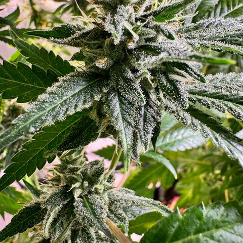 OG Kush growlog timeline photo