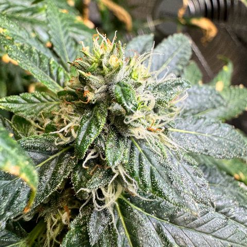 With widow growlog timeline photo
