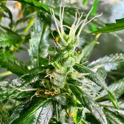 Special Queen growlog timeline photo