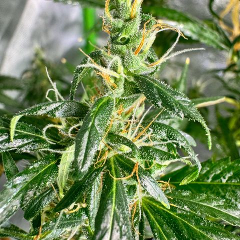 Special Queen growlog timeline photo