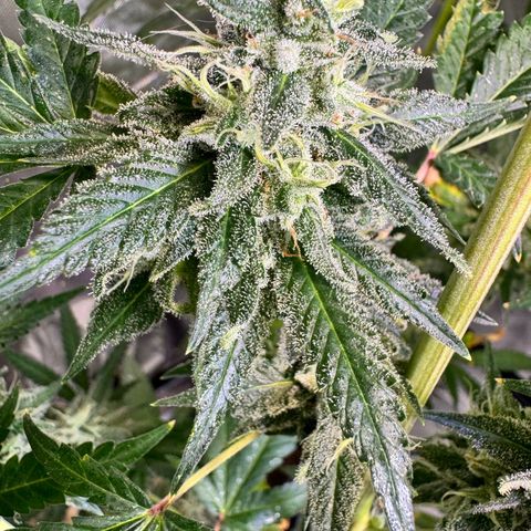 OG Kush growlog timeline photo