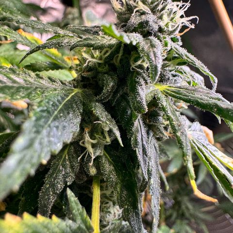 With widow growlog timeline photo