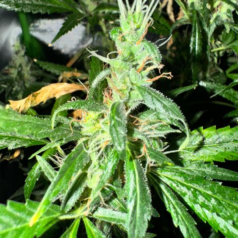 Special Queen growlog timeline photo