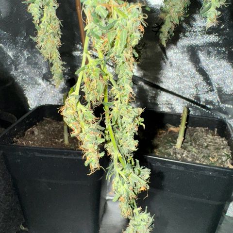 Special Queen growlog timeline photo