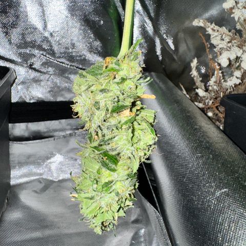 OG Kush growlog timeline photo