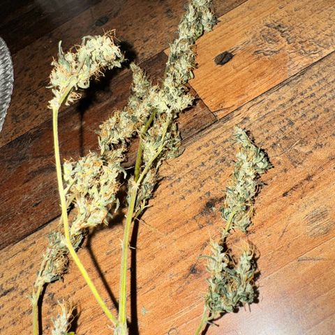 Special Queen growlog timeline photo