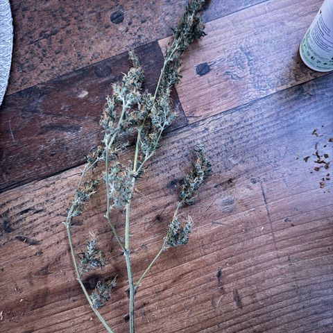 Special Queen growlog timeline photo