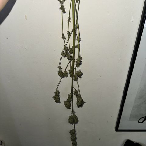OG Kush growlog timeline photo