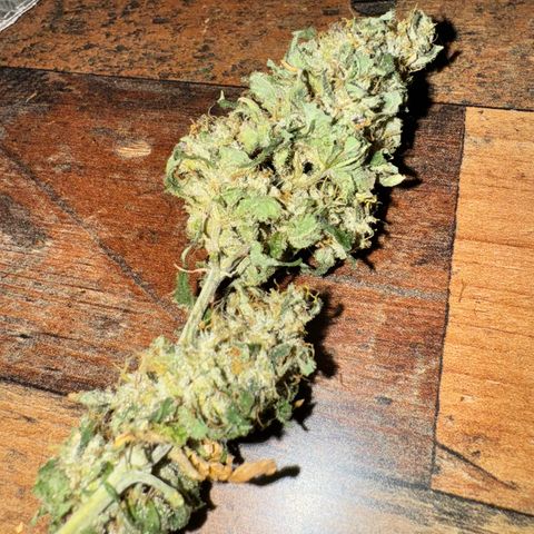 OG Kush growlog timeline photo