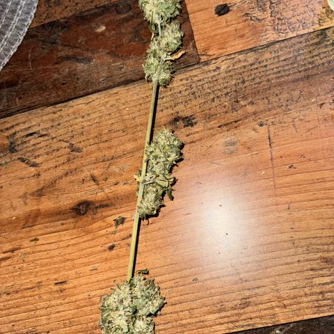 OG Kush growlog timeline photo