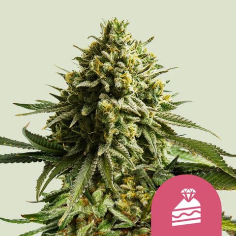 Wedding Cake (FEMINISIERT) growlog timeline photo