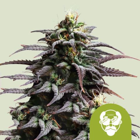 Grandaddy purple (AUTO)  growlog timeline photo