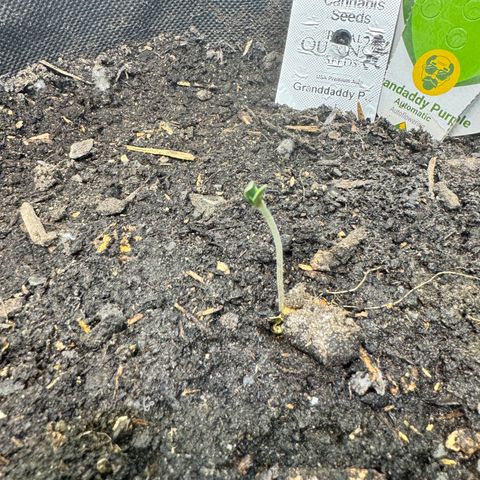 Grandaddy purple (AUTO)  growlog timeline photo