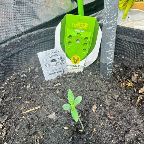 Grandaddy purple (AUTO)  growlog timeline photo