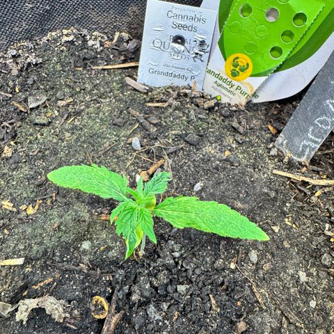 Grandaddy purple (AUTO)  growlog timeline photo