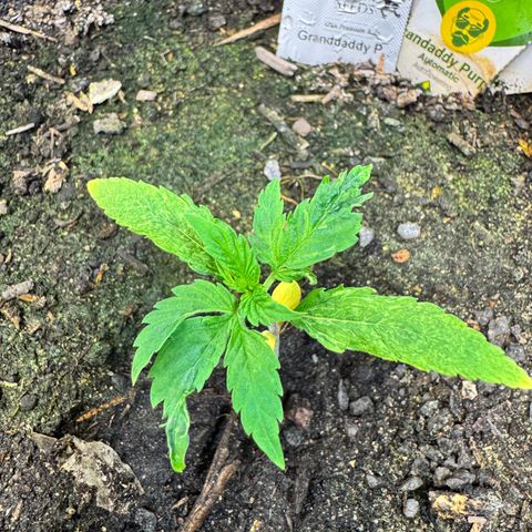 Grandaddy purple (AUTO)  growlog timeline photo