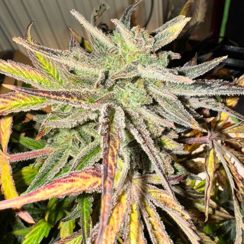 Grandaddy purple (AUTO)  growlog timeline photo