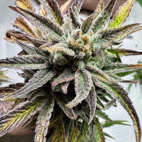 Grandaddy purple (AUTO)  growlog timeline photo