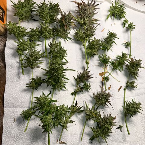Grandaddy purple (AUTO)  growlog timeline photo