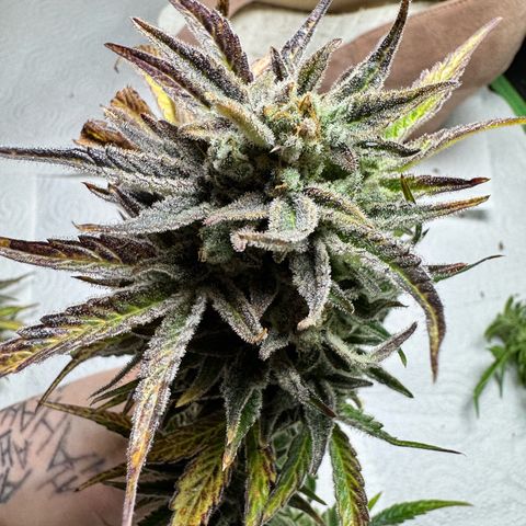 Grandaddy purple (AUTO)  growlog timeline photo