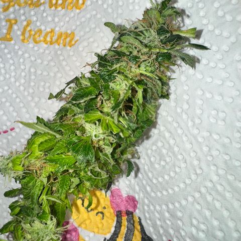 Wedding Cake (FEMINISIERT) growlog timeline photo