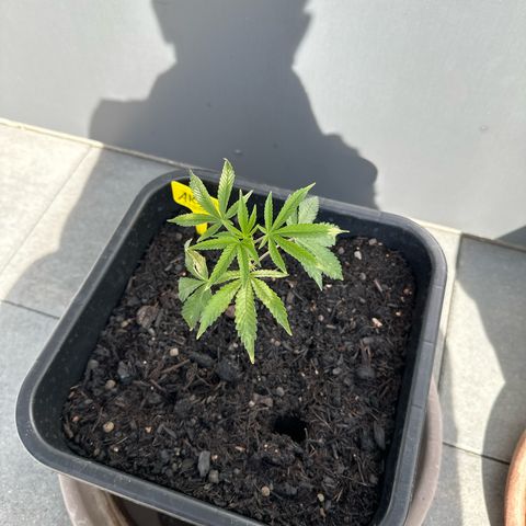 Ak 47 growlog timeline photo