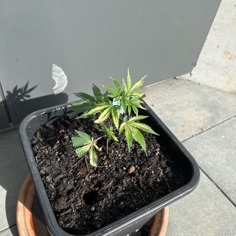 Bruce Banner growlog timeline photo