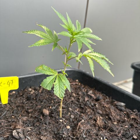 Ak 47 growlog photo: Es wird 🤩